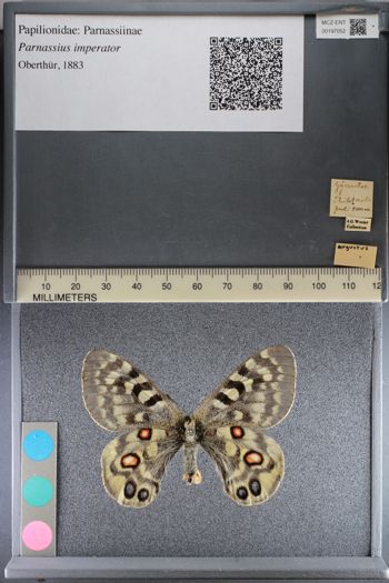Media type: image;   Entomology 197052